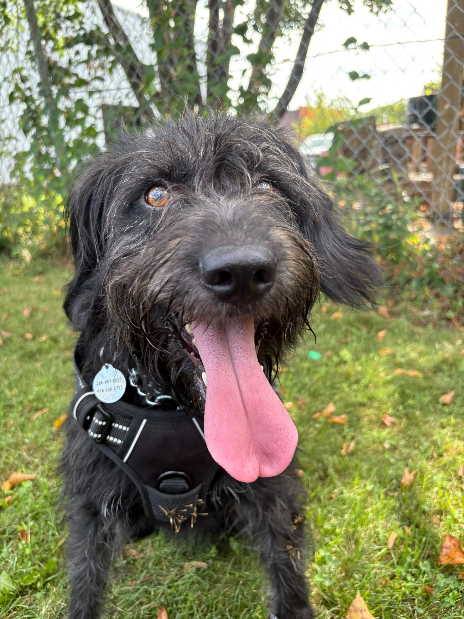 Enlarge Kiba, a Adoptable Portuguese Water Dog in Oakville, ON image 4/6