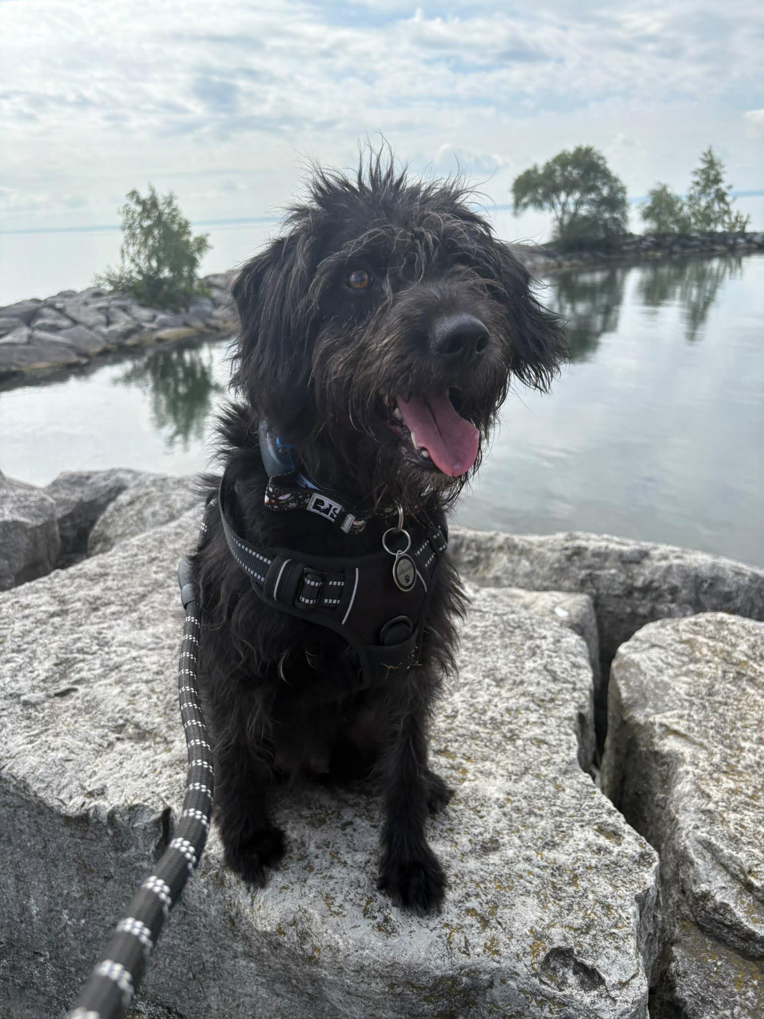 Enlarge Kiba, a Adoptable Portuguese Water Dog in Oakville, ON image 5/6