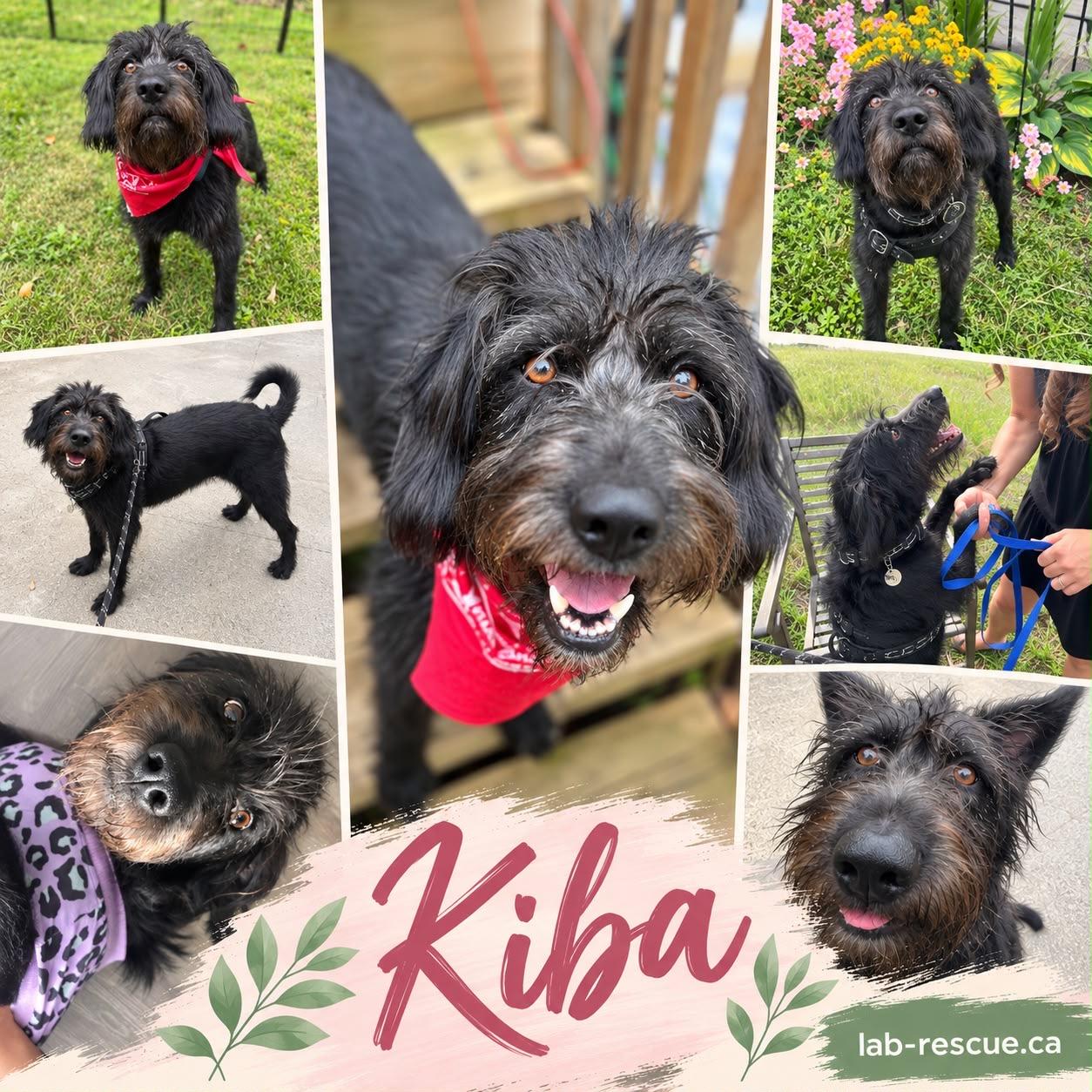 Kiba, Adoptable, Young Female Portuguese Water Dog.