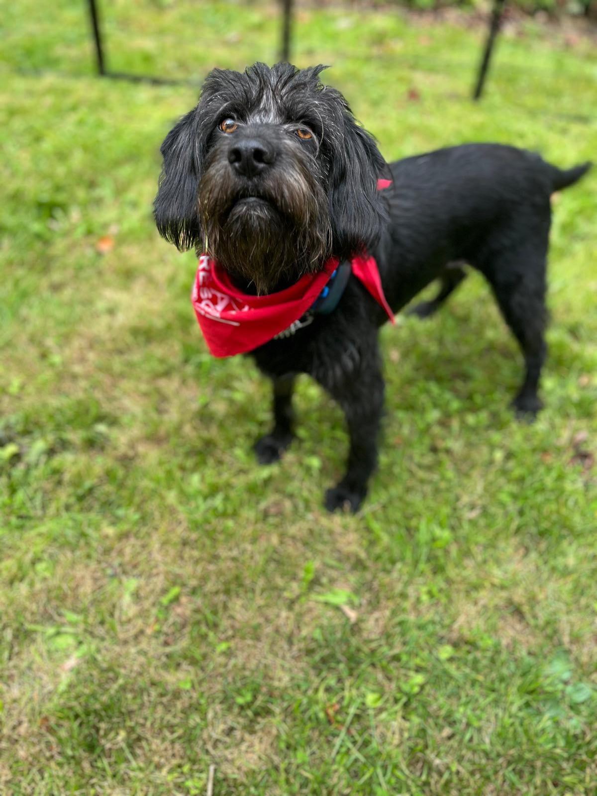 Enlarge Kiba, a Adoptable Portuguese Water Dog in Oakville, ON image 2/6