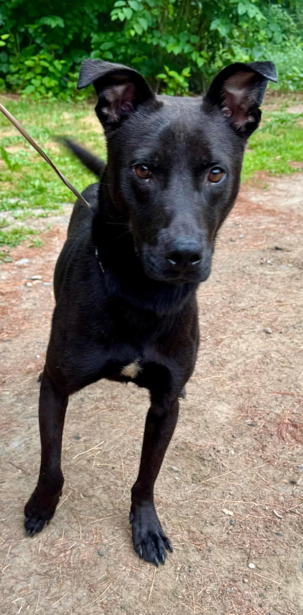 Ollie, a Adoptable Mixed Breed in Vassalboro, ME image 1/2