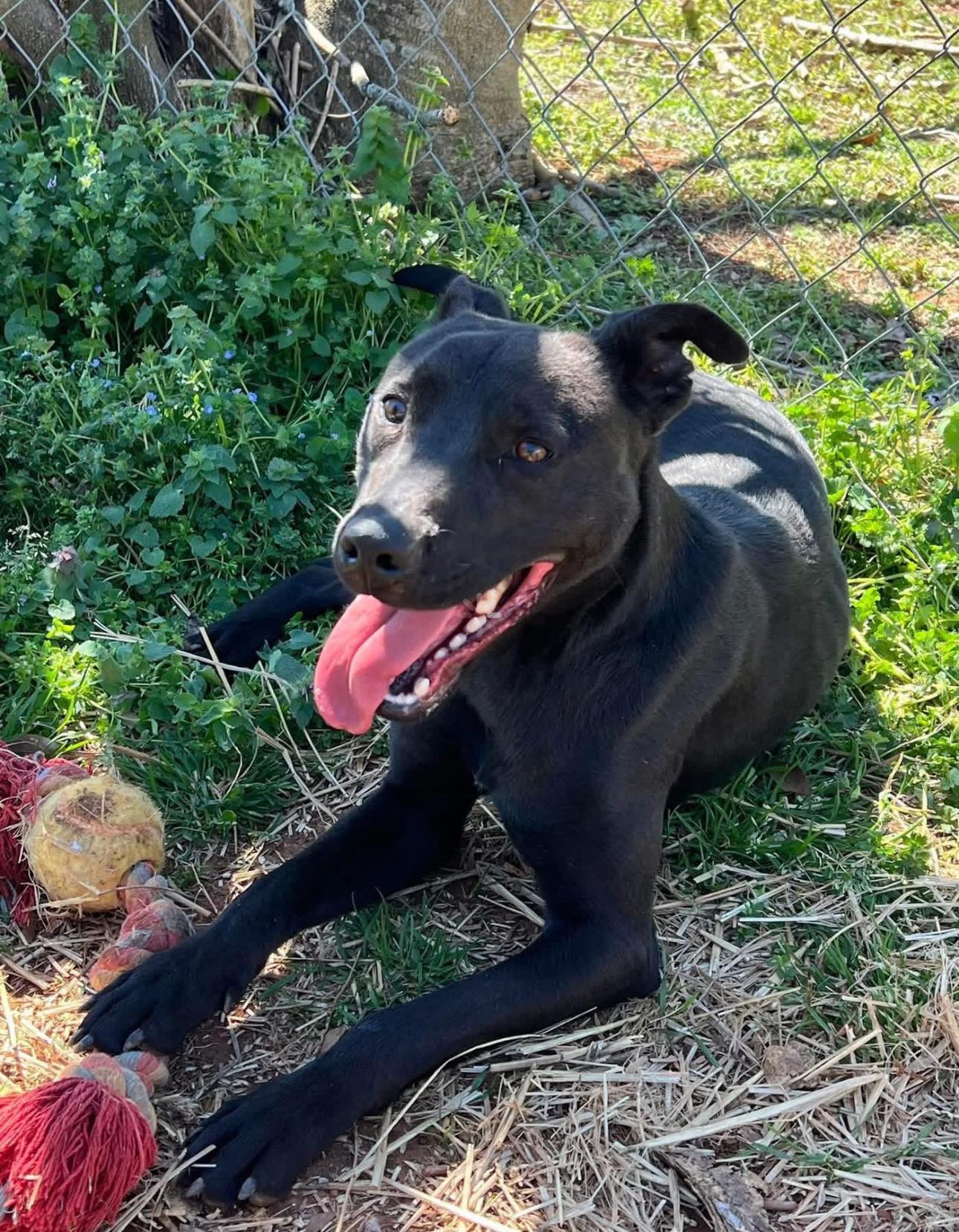 Ollie, a Adoptable Mixed Breed in Vassalboro, ME image 2/2