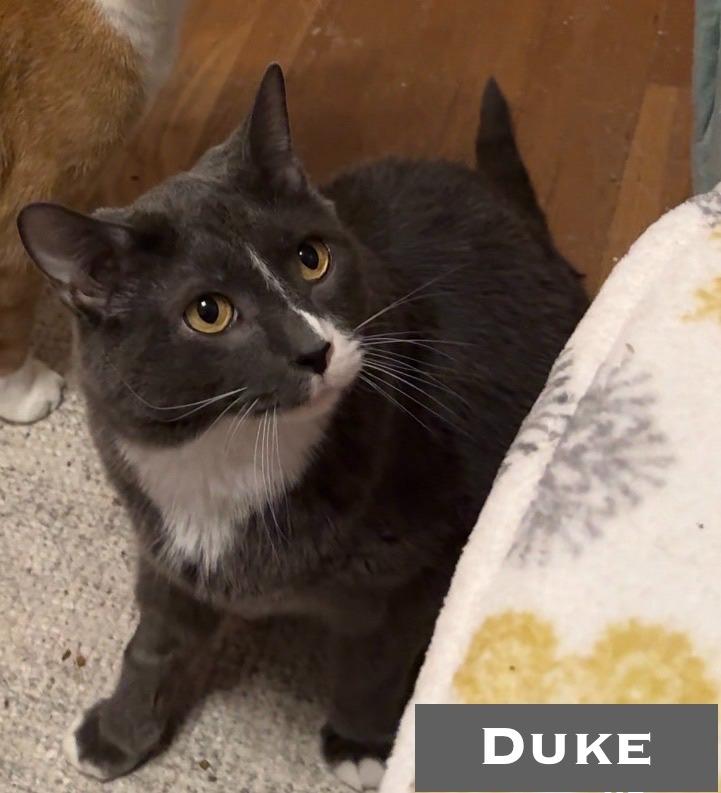 Duke - Pending Adoption / King Harald-Pending Adoption / Katja-Pending Adoption, Adoptable, Adult Male Domestic Short Hair.