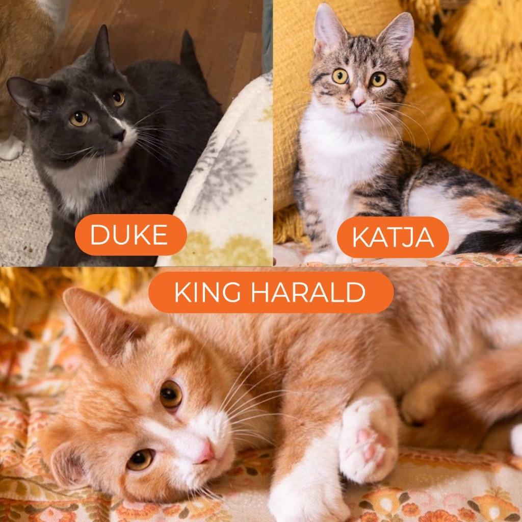 Enlarge Duke - Pending Adoption / King Harald-Pending Adoption / Katja-Pending Adoption, a Adoptable mixed breed in Minneapolis, MN image 2/5
