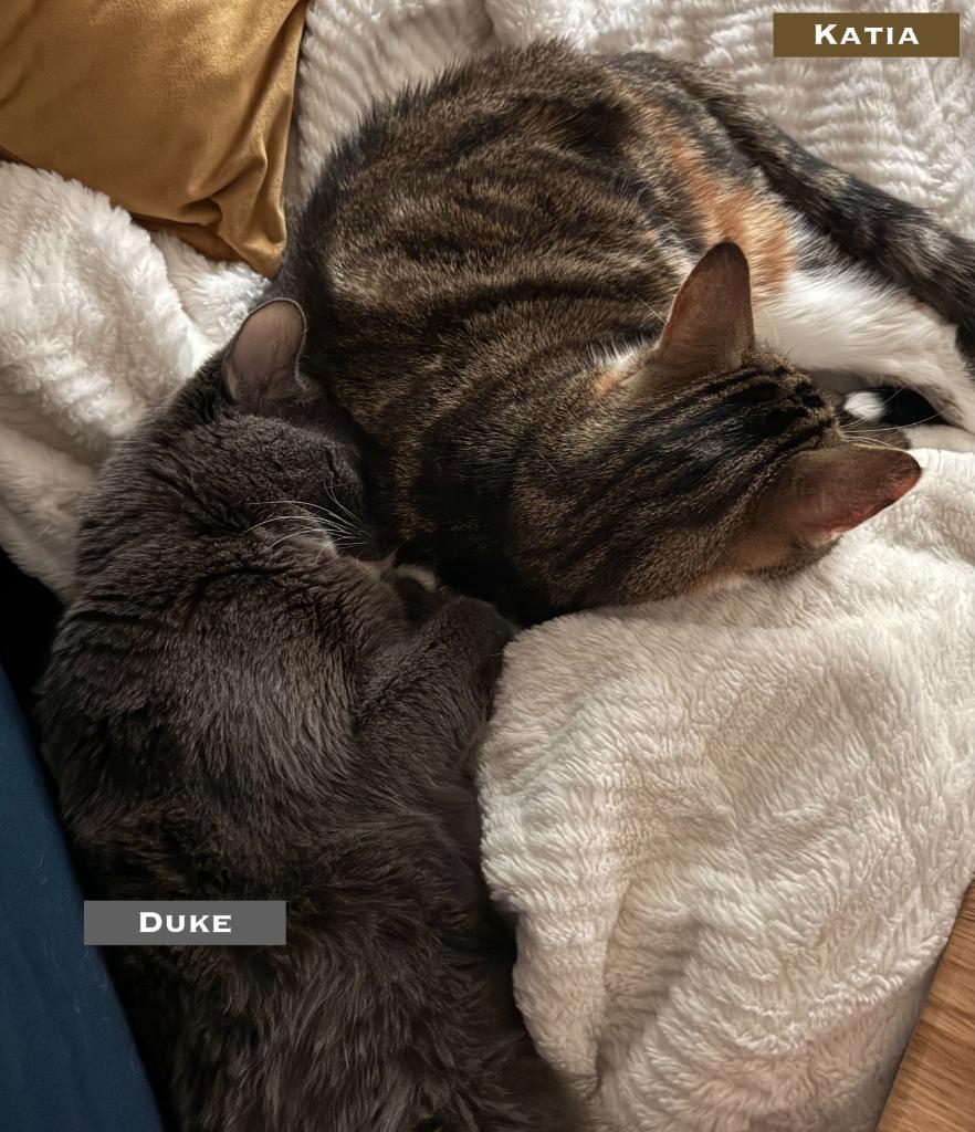 Enlarge Duke - Pending Adoption / King Harald-Pending Adoption / Katja-Pending Adoption, a Adoptable mixed breed in Minneapolis, MN image 4/5