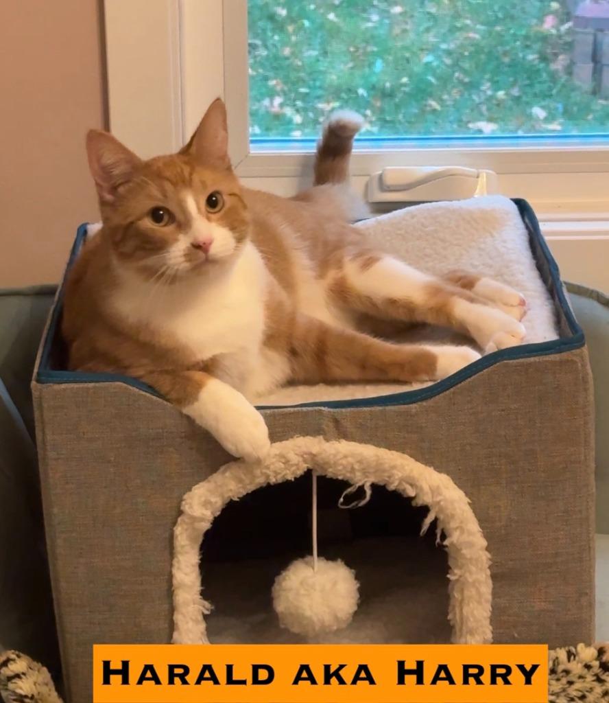 Enlarge Duke - Pending Adoption / King Harald-Pending Adoption / Katja-Pending Adoption, a Adoptable mixed breed in Minneapolis, MN image 5/5