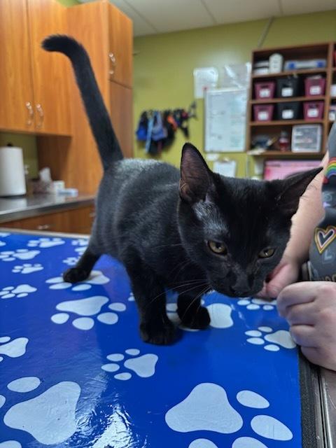 Leo, an adoptable Domestic Short Hair in wetaskiwin, AB, t9a 2j4 | Photo Image 1