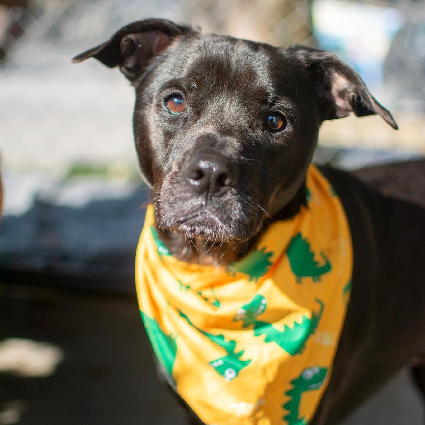 Enlarge Kermit, a Adoptable mixed breed in House Springs, MO image 2/2