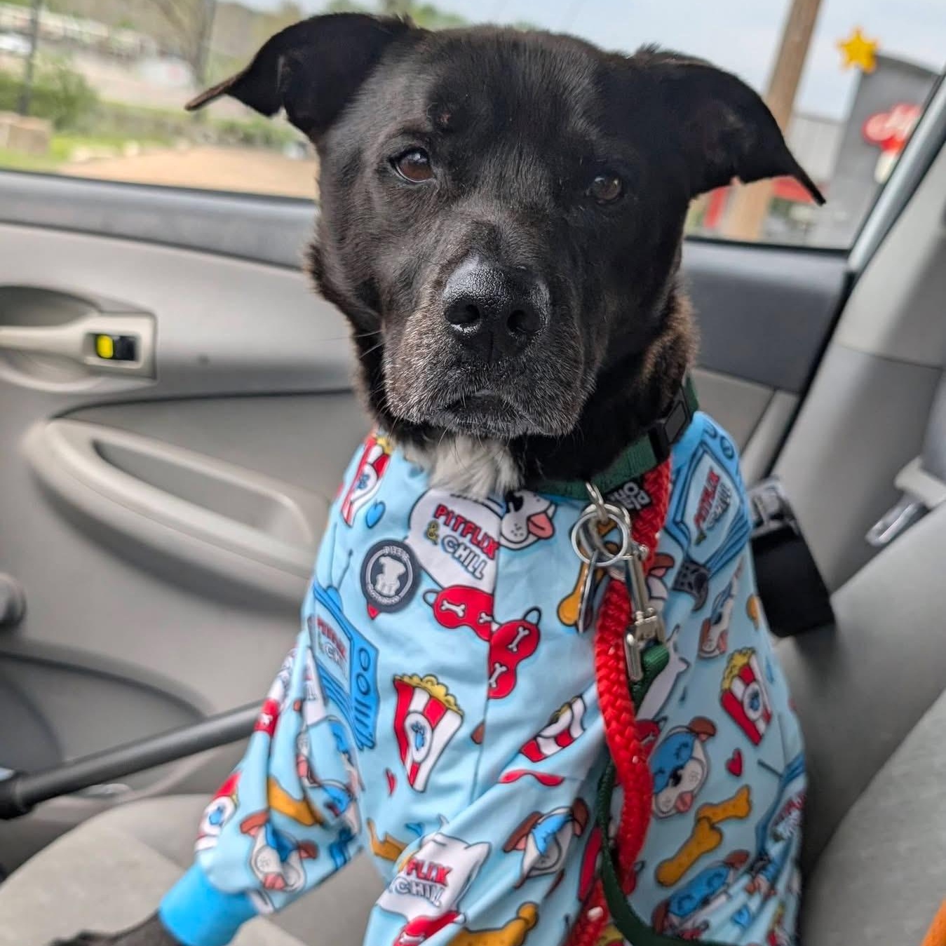 Enlarge Kermit, a Adoptable mixed breed in House Springs, MO image 1/3