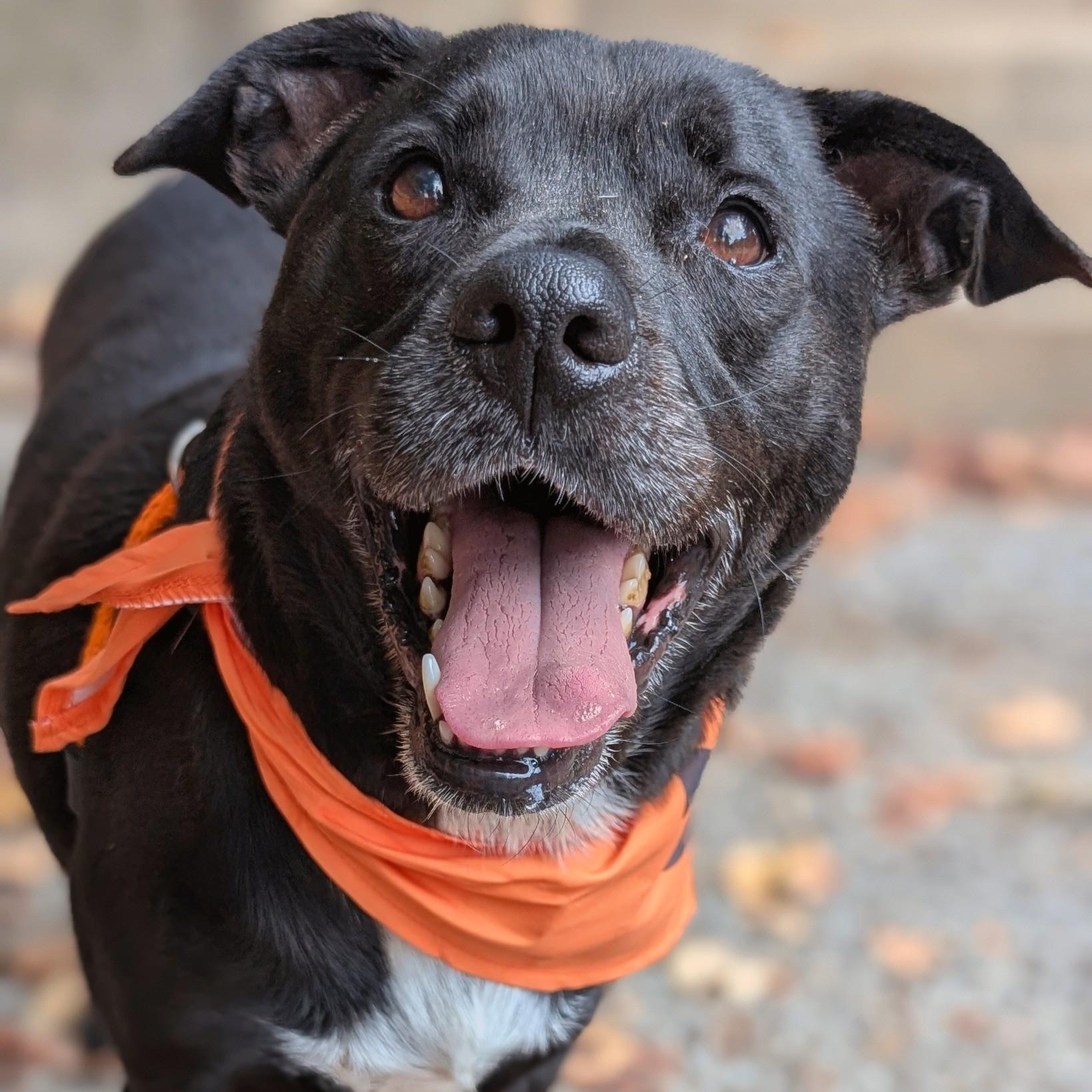 Enlarge Kermit, a Adoptable mixed breed in House Springs, MO image 1/2