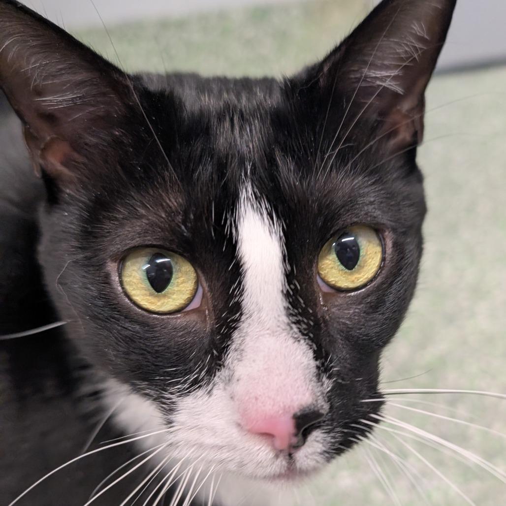 Sug, a Adoptable Domestic Short Hair in Calverton, NY image 1/3