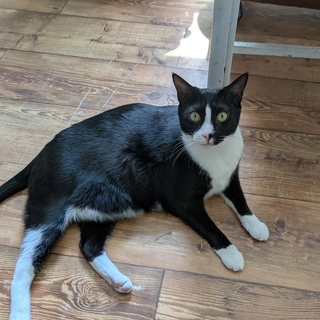 Sug, a Adoptable Domestic Short Hair in Calverton, NY image 2/3