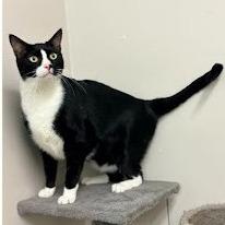 Sug, a Adoptable Domestic Short Hair in Calverton, NY image 3/3