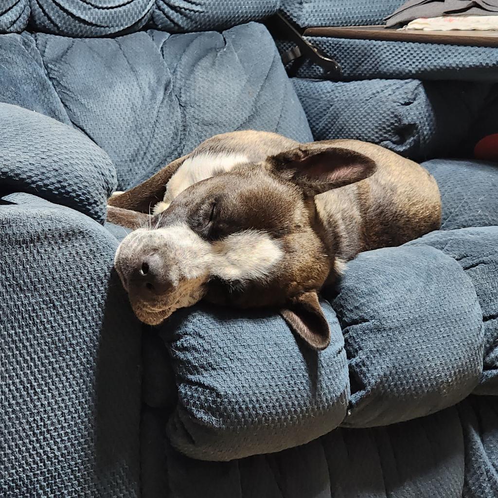 Galoshes, a Adoptable Alaskan Malamute in Columbia, MO image 3/4