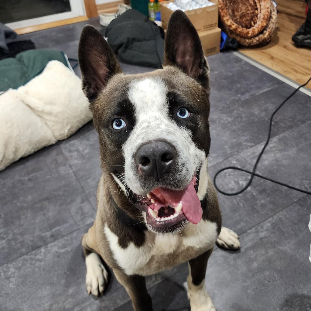 Galoshes, a Adoptable Alaskan Malamute in Columbia, MO image 1/4
