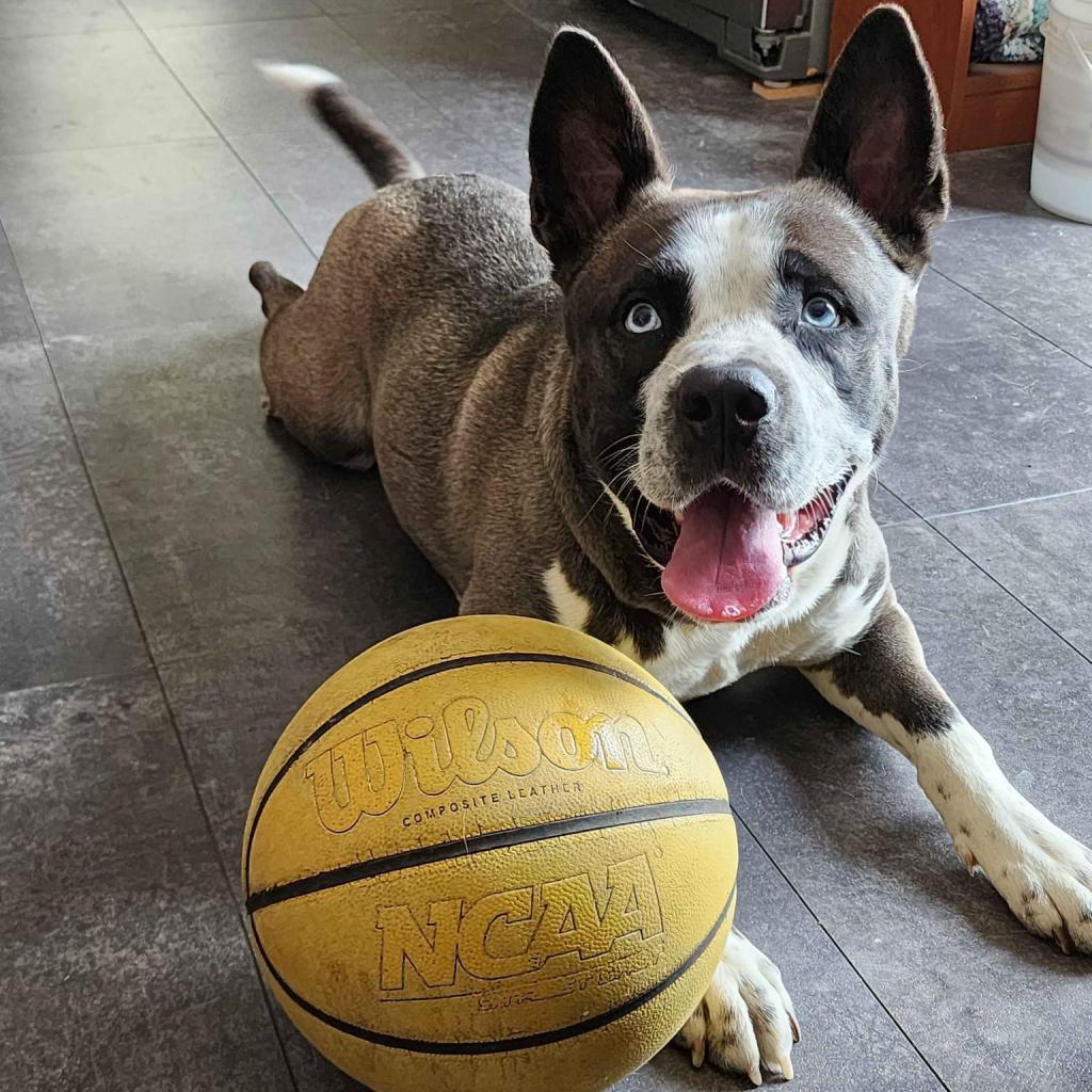 Galoshes, a Adoptable Alaskan Malamute in Columbia, MO image 4/4