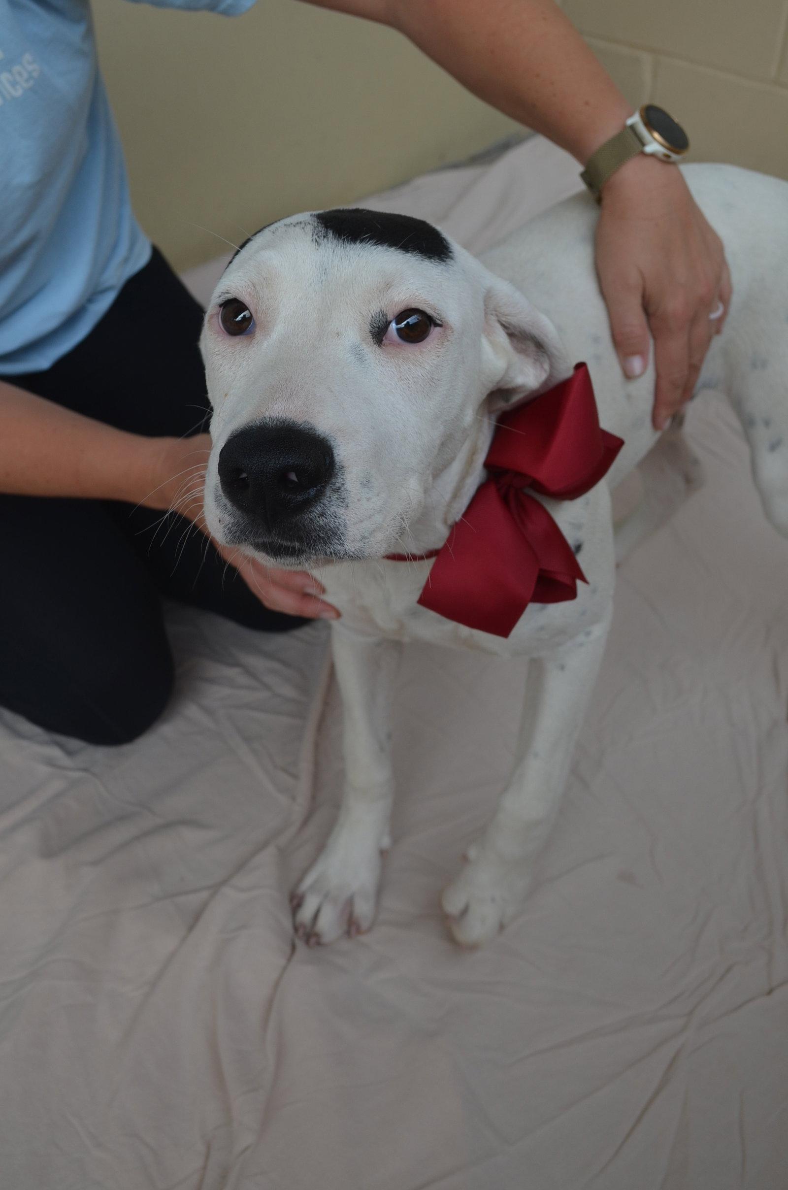 Enlarge Chili, a Adopted Pit Bull Terrier in McKinney, TX image 1/3