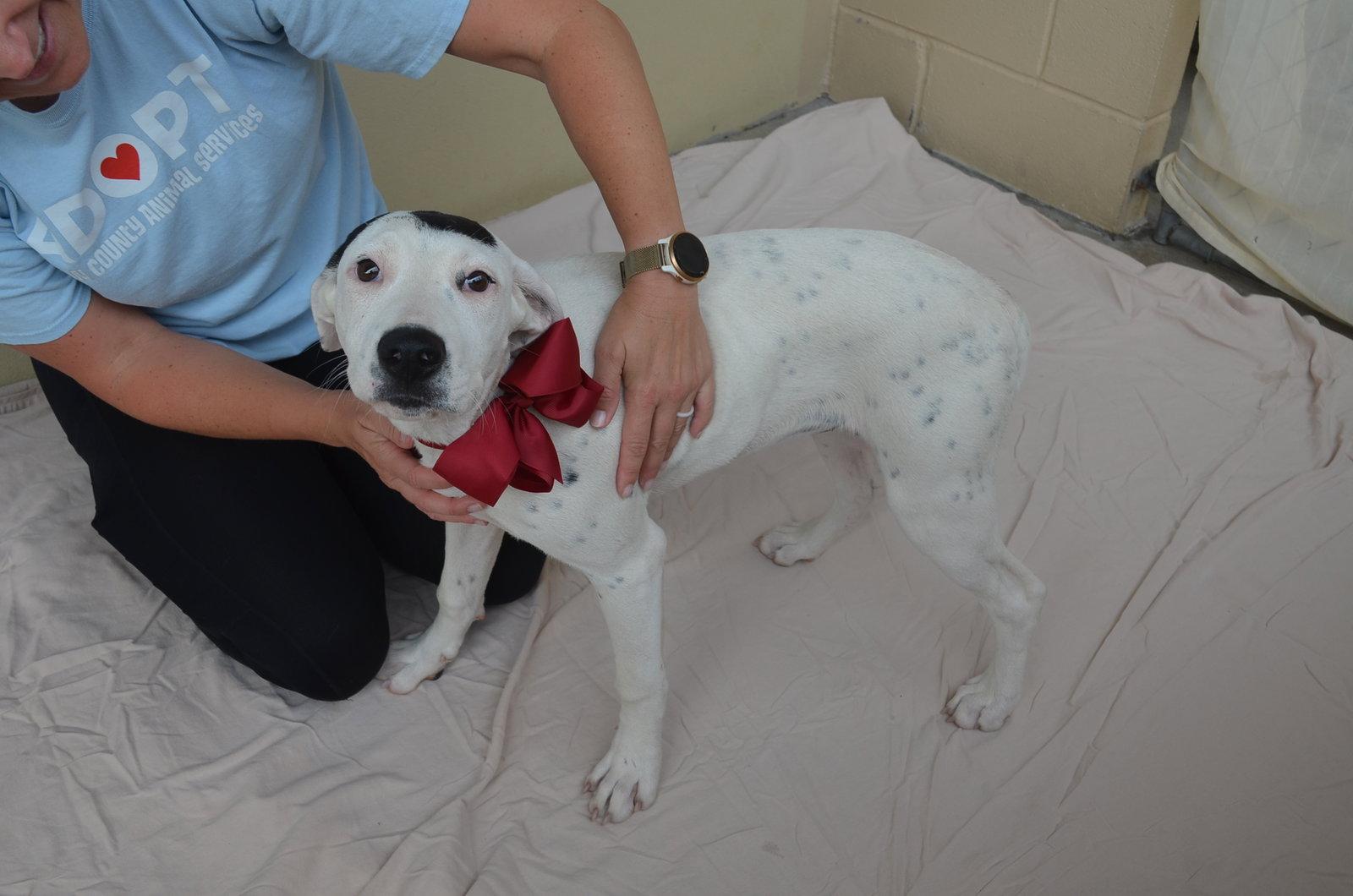 Enlarge Chili, a Adopted Pit Bull Terrier in McKinney, TX image 2/3