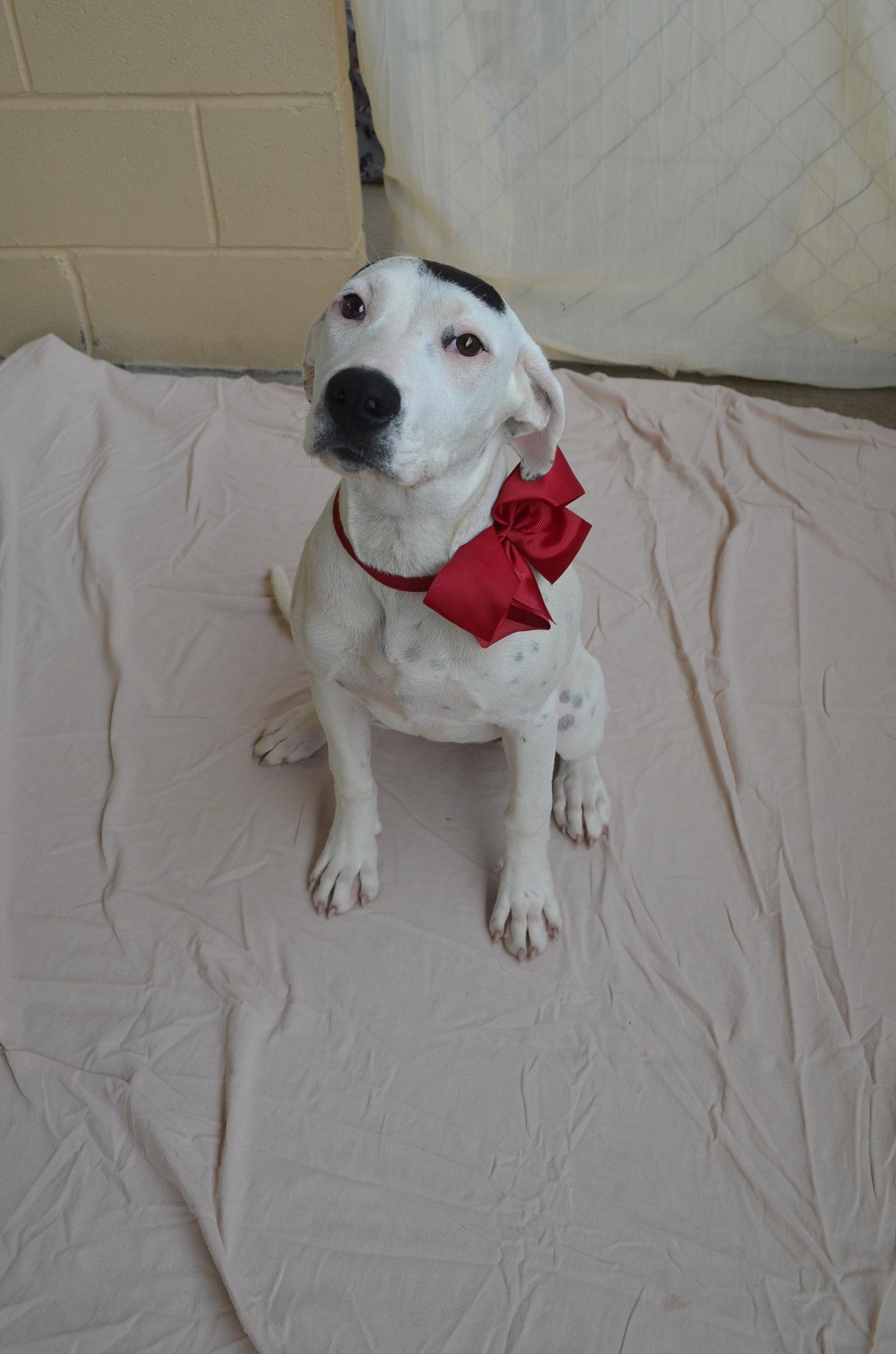 Enlarge Chili, a Adopted Pit Bull Terrier in McKinney, TX image 3/3