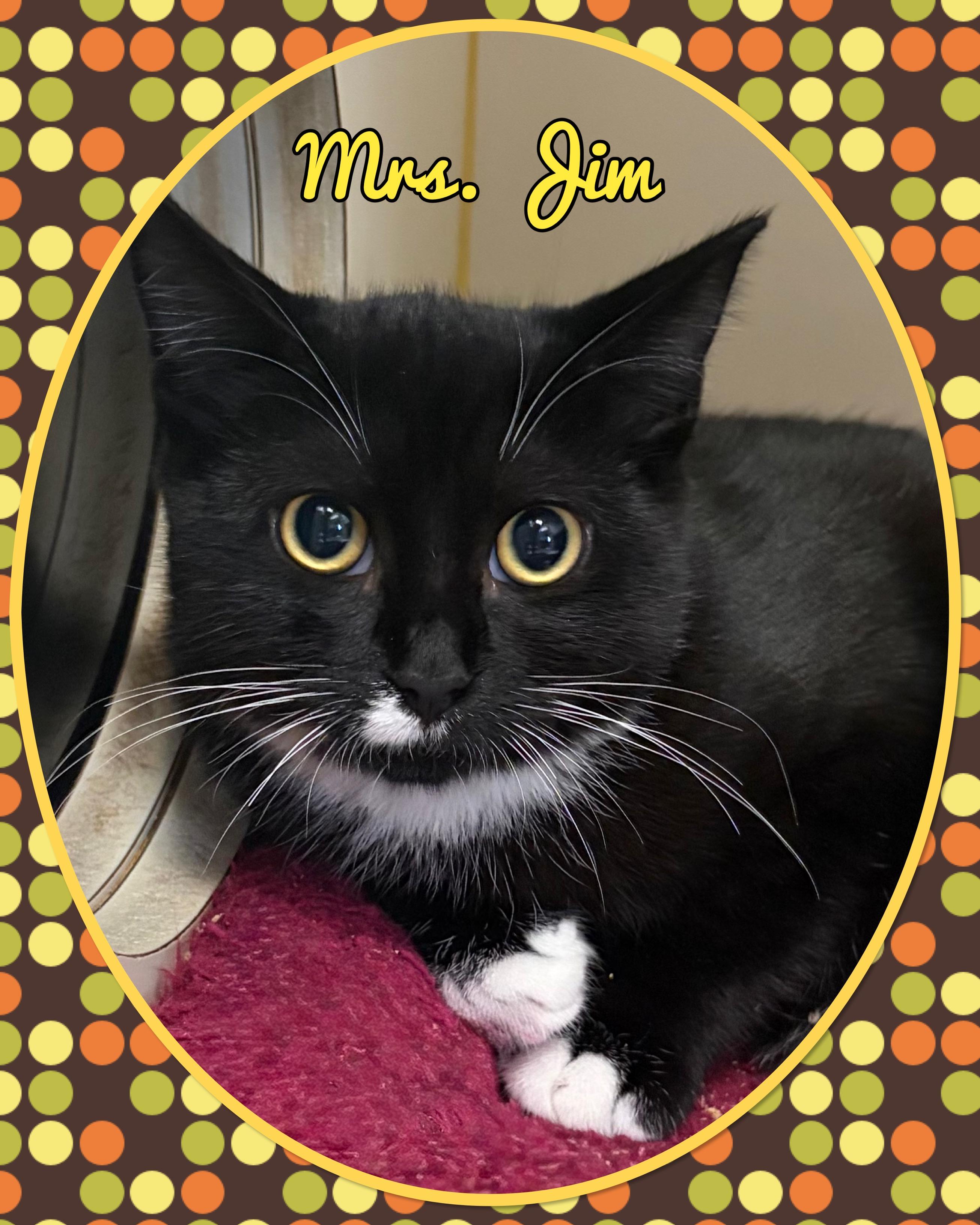 Mrs. Jim, Adoptable, Kitten Female Domestic Short Hair.