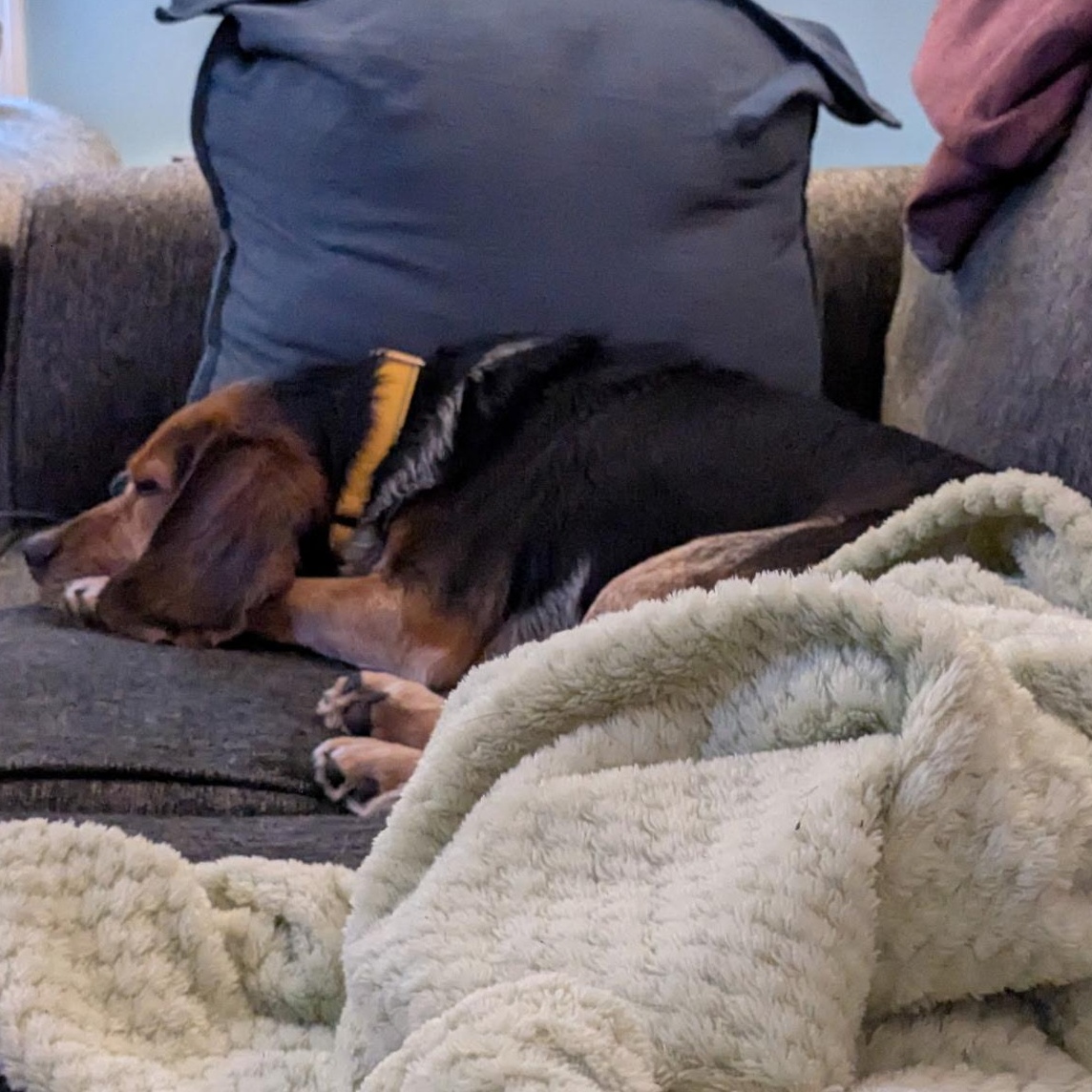 Enlarge Hank, an adopted Beagle in Stoughton, MA image 3/6