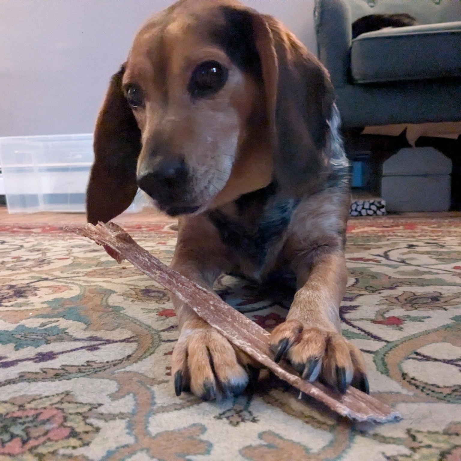 Enlarge Hank, an adopted Beagle in Stoughton, MA image 1/6