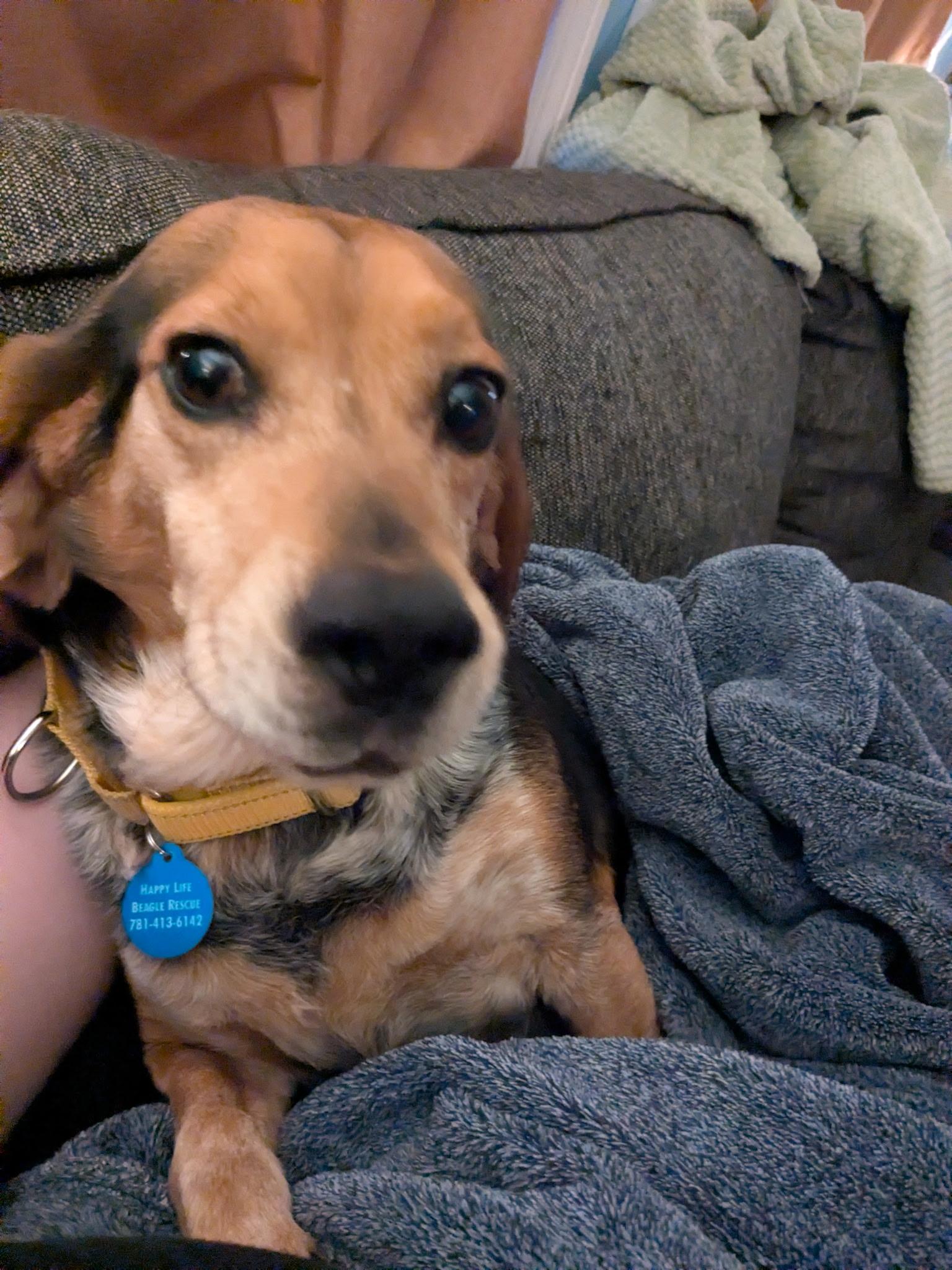 Enlarge Hank, an adopted Beagle in Stoughton, MA image 2/6