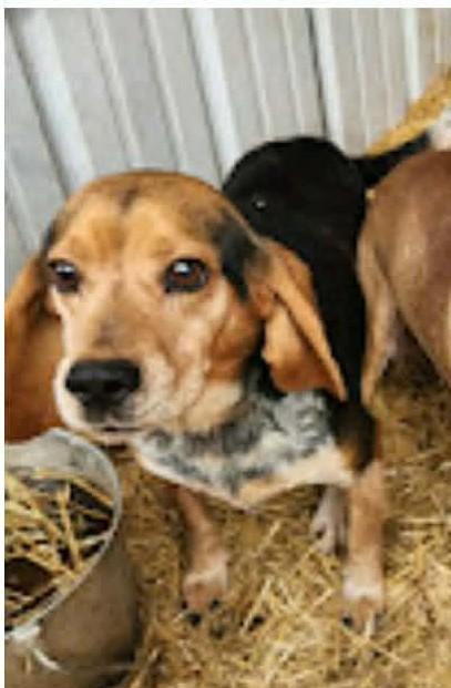 Enlarge Hank, a ADOPTABLE Beagle in Stoughton, MA image 2/2