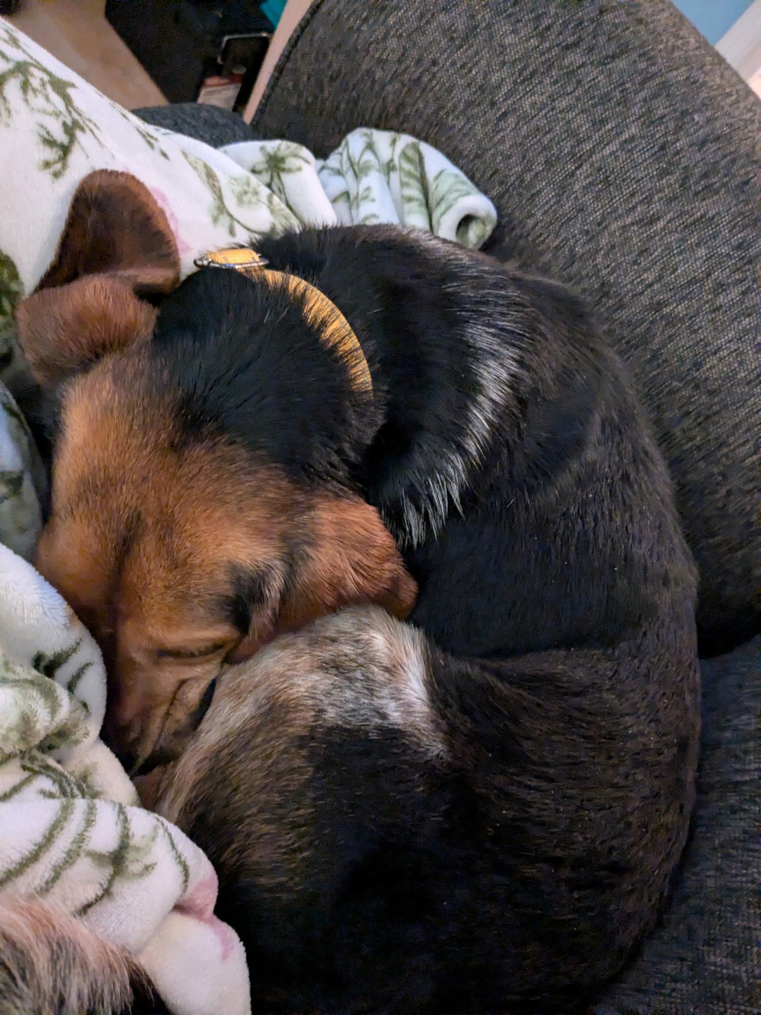 Enlarge Hank, an adopted Beagle in Stoughton, MA image 4/6