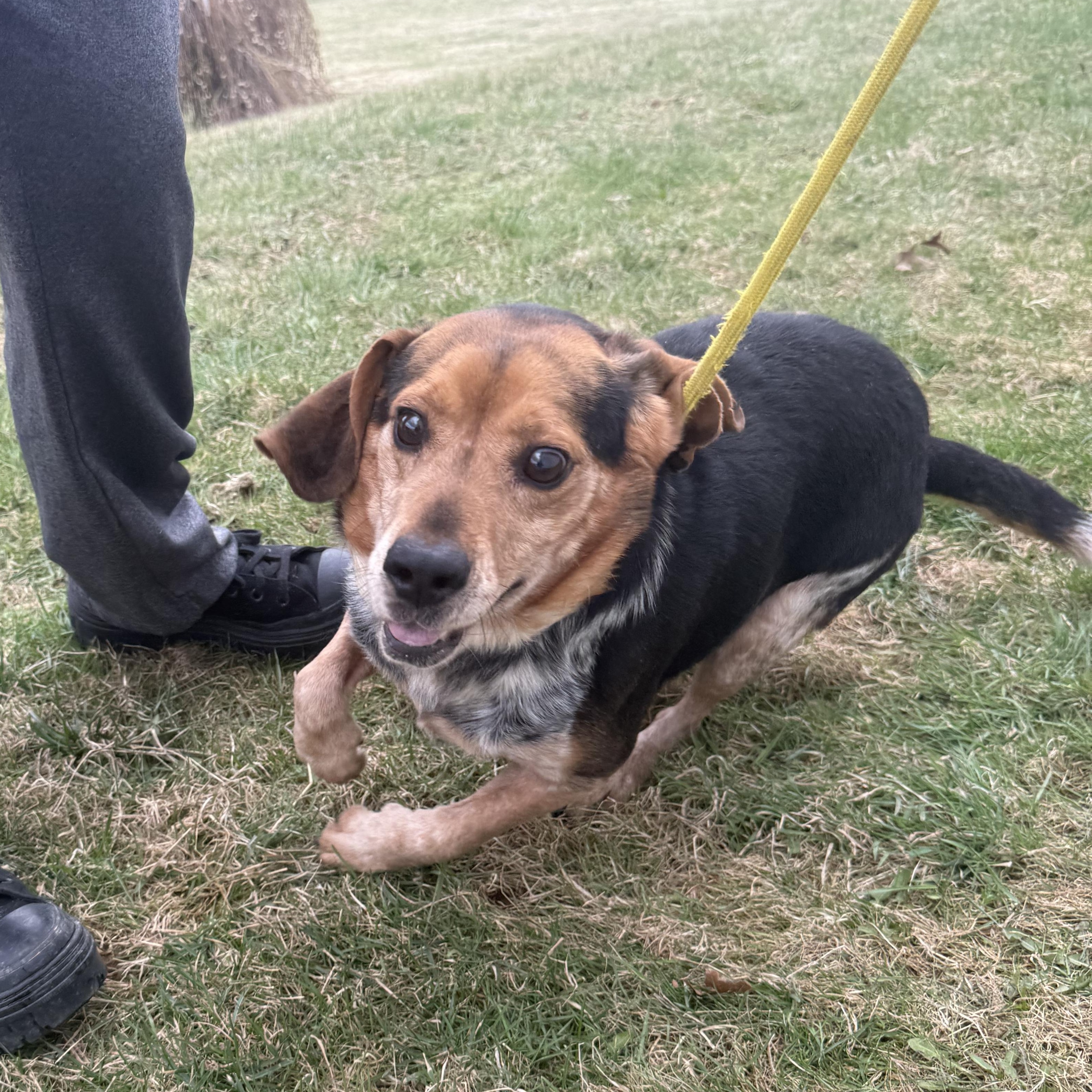 Enlarge Hank, a ADOPTABLE Beagle in Stoughton, MA image 1/2