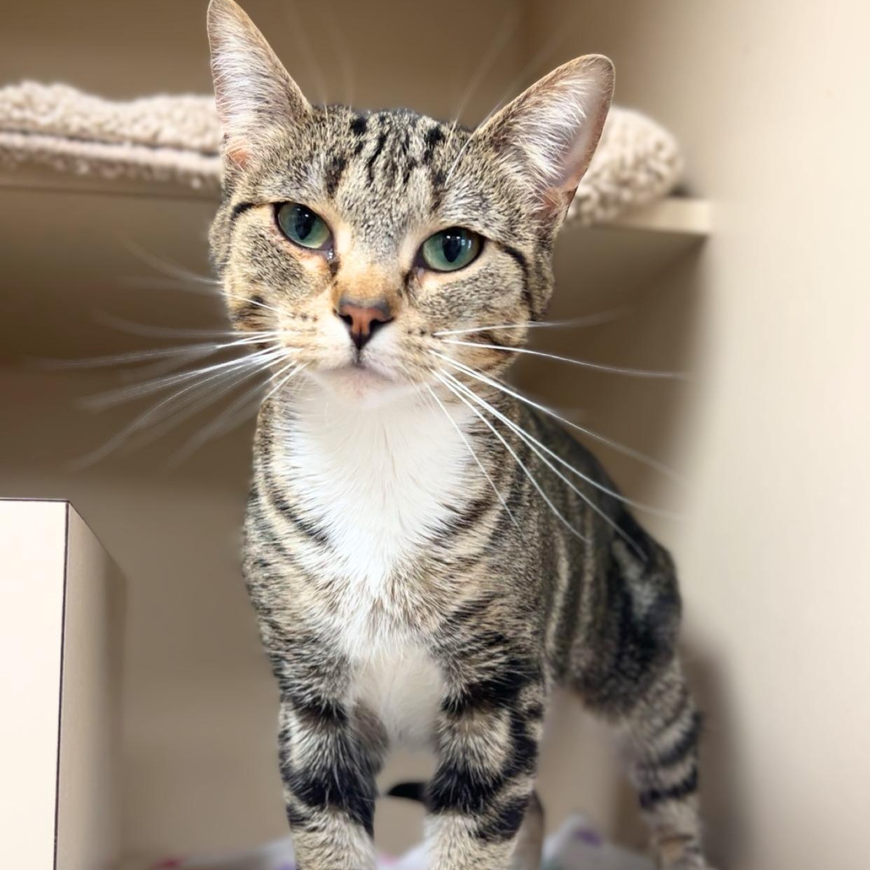 Enlarge Tilly, a ADOPTABLE Domestic Short Hair in Quincy, IL image 2/2