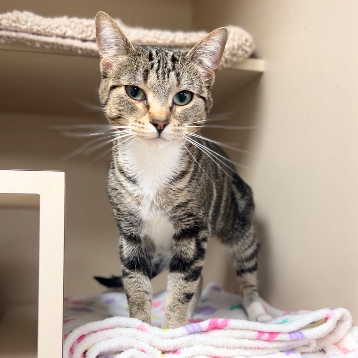 Enlarge Tilly, a ADOPTABLE Domestic Short Hair in Quincy, IL image 1/2