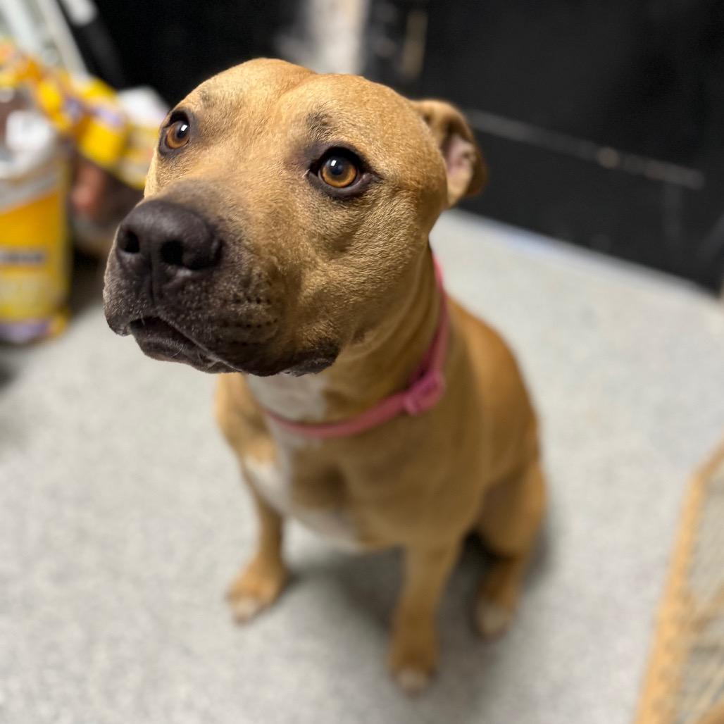 Enlarge Milo, a ADOPTABLE Pit Bull Terrier in Monticello, IA image 3/4