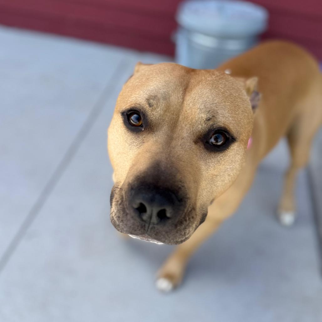 Enlarge Milo, a ADOPTABLE Pit Bull Terrier in Monticello, IA image 4/4