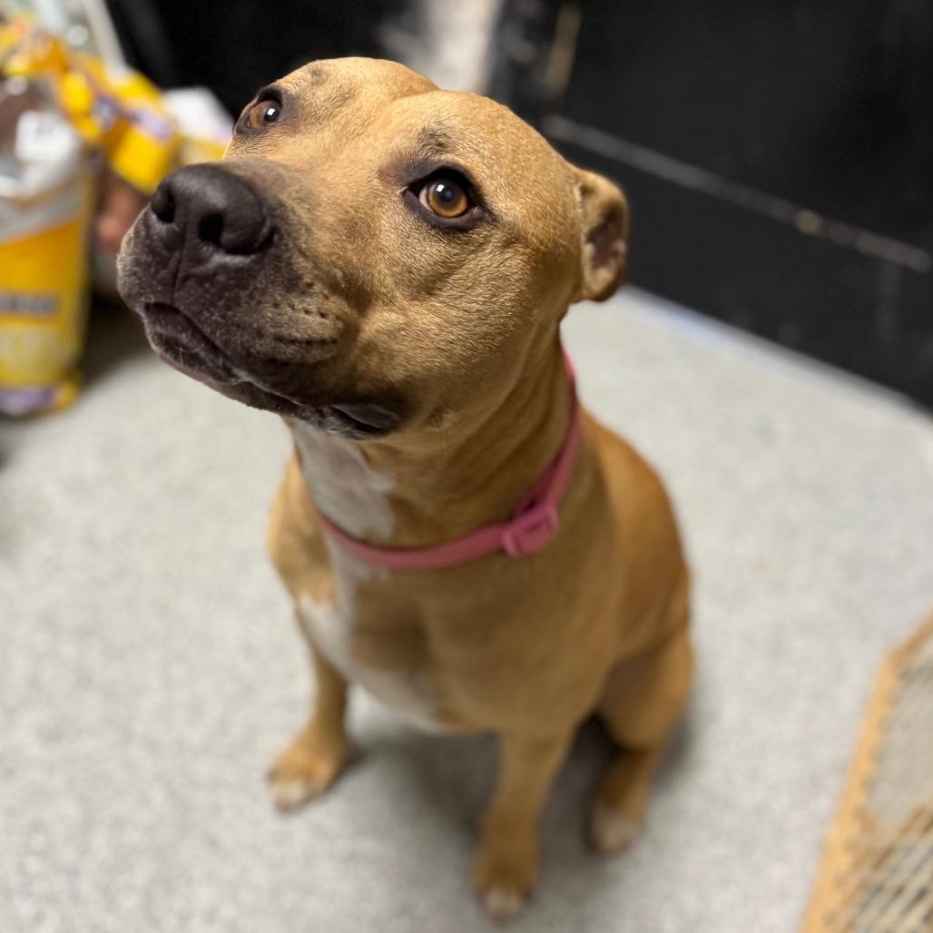 Milo, ADOPTABLE, Adult Male Pit Bull Terrier.