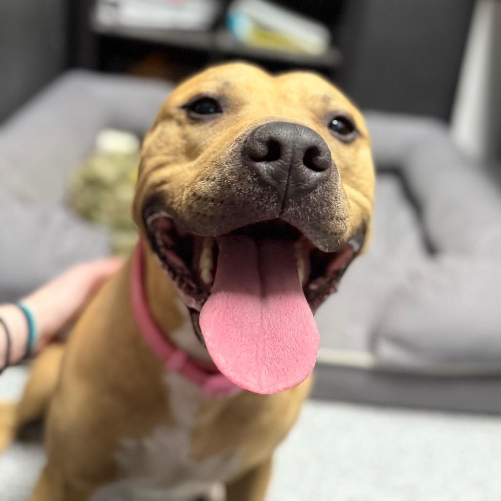 Enlarge Milo, a ADOPTABLE Pit Bull Terrier in Monticello, IA image 2/4
