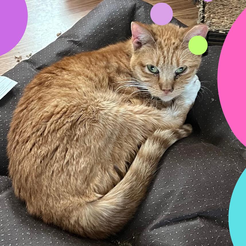 Cynthia, Adoptable, Adult Female Domestic Short Hair.