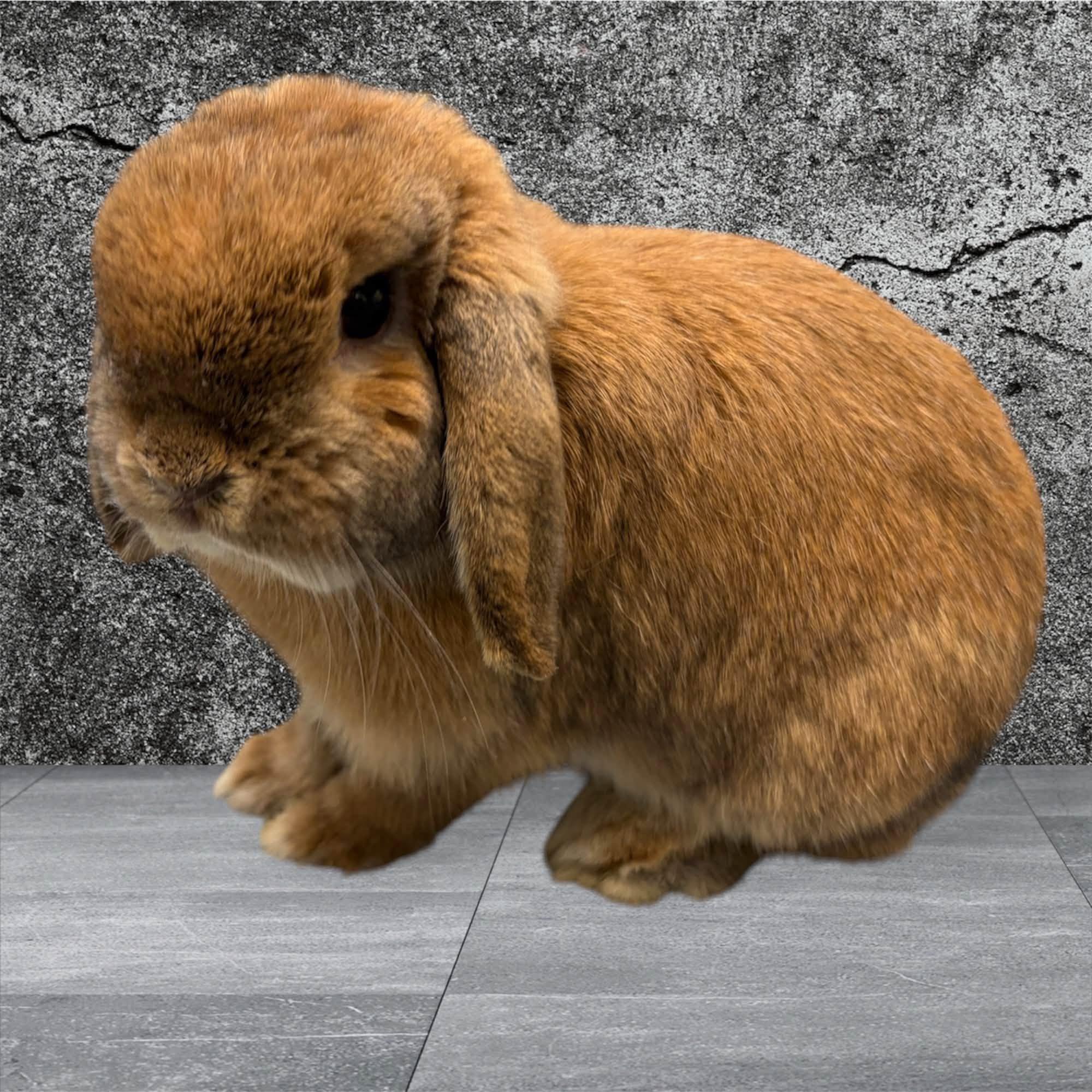 Dolce, Adoptable, Young Female Lop Eared.