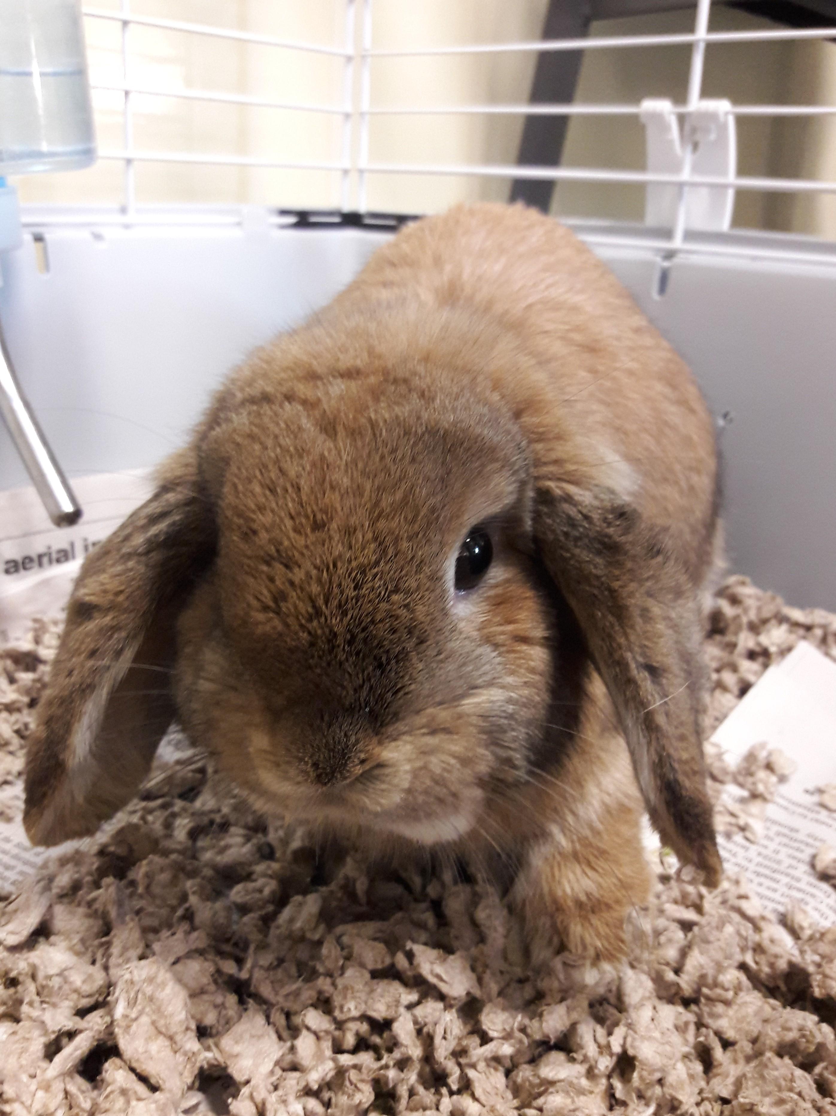 Enlarge Dolce, a Adoptable Lop Eared in Mesquite, NV image 3/3