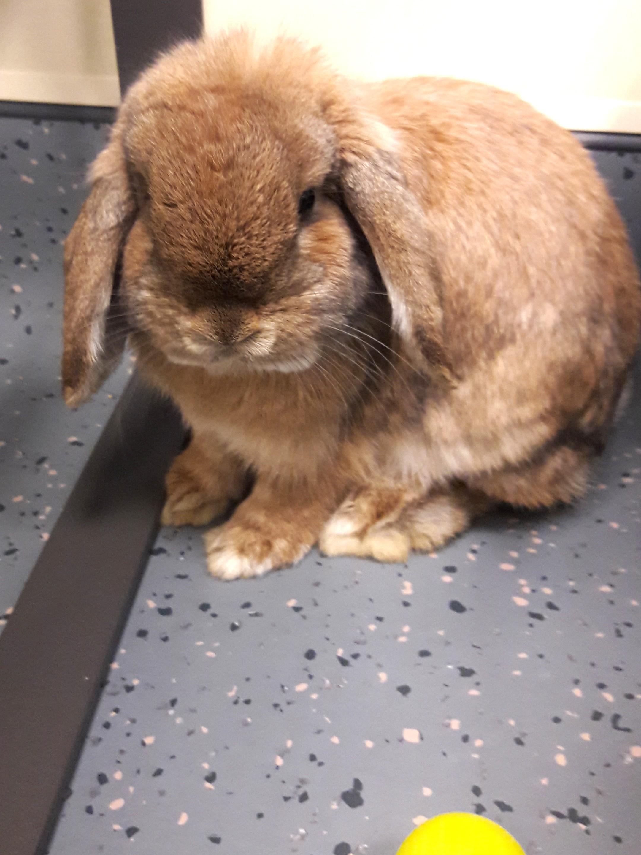 Enlarge Dolce, a Adoptable Lop Eared in Mesquite, NV image 2/3