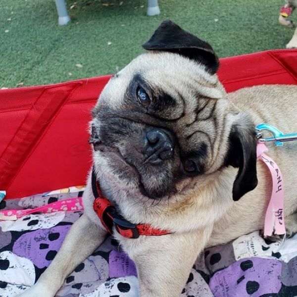 Dean, a Adoptable Pug in Alvin, TX image 1/2