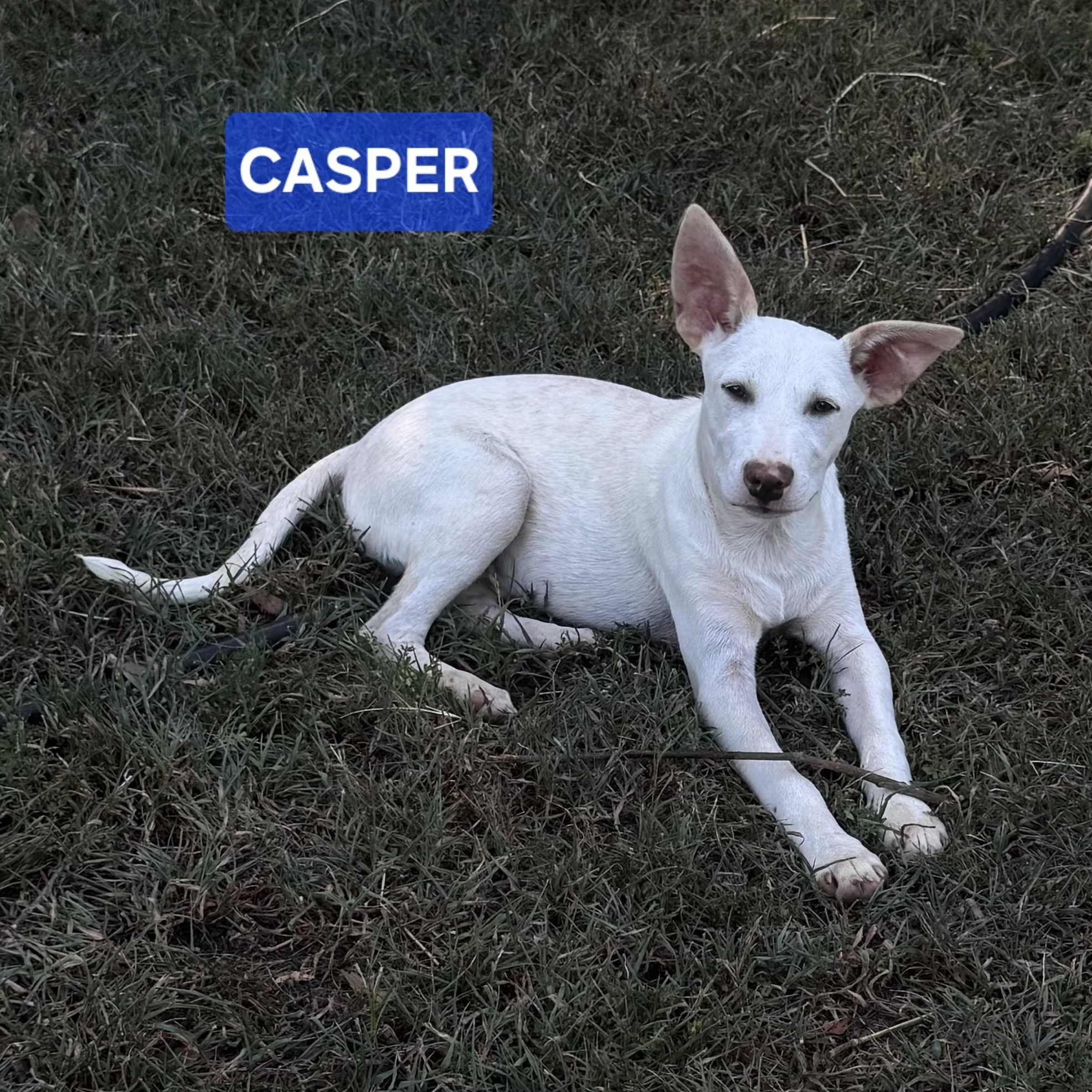 Enlarge Casper, a Adoptable mixed breed in Medfield, MA image 1/4