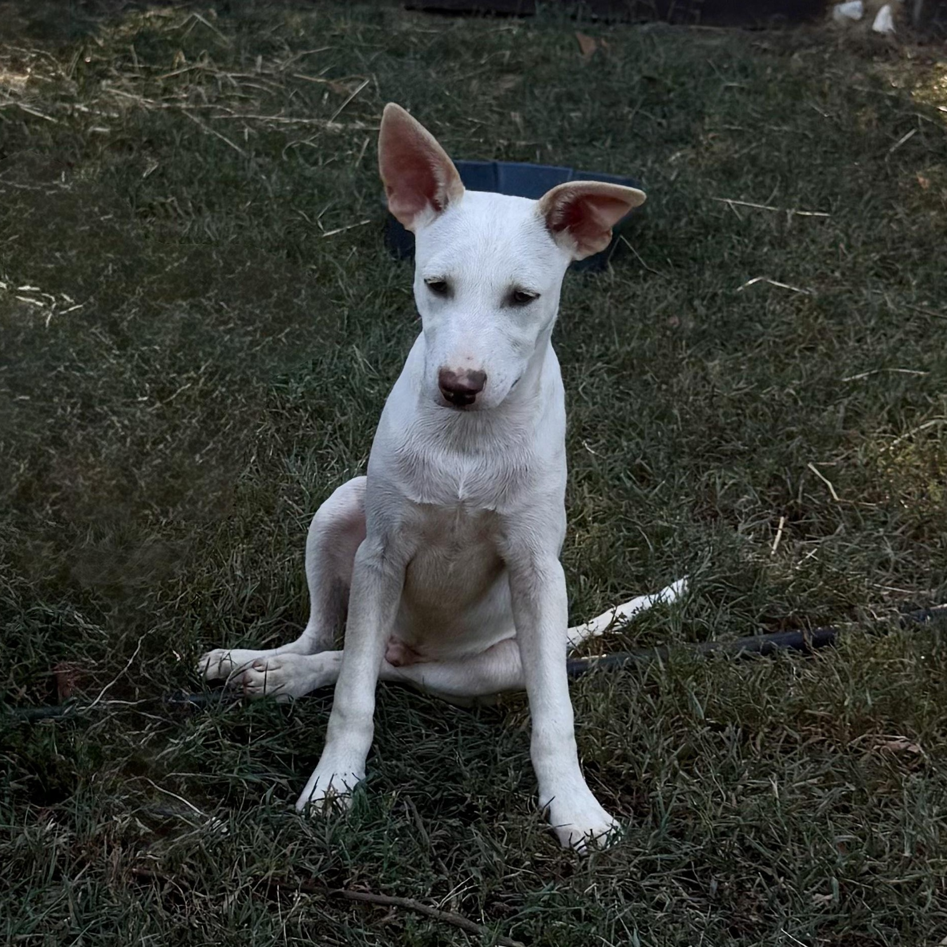 Enlarge Casper, a Adoptable mixed breed in Medfield, MA image 2/4