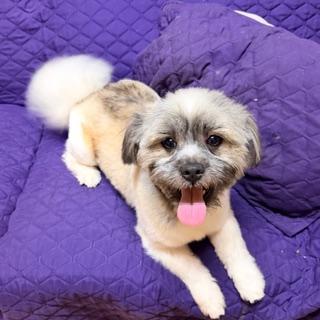 GUMBO, ADOPTABLE, Young Male Lhasa Apso & Tibetan Terrier.