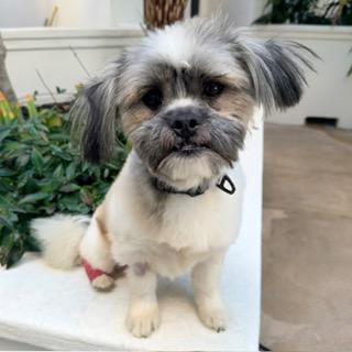 GUMBO, a ADOPTABLE mixed breed image 2/3