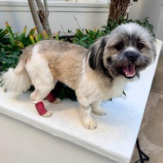 GUMBO, a ADOPTABLE mixed breed image 3/3