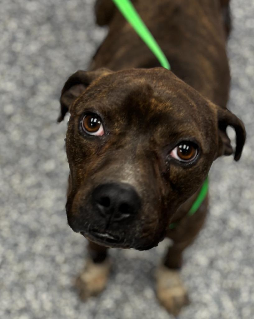Alexander, Adoptable, Adult Male Boxer & Mixed Breed.