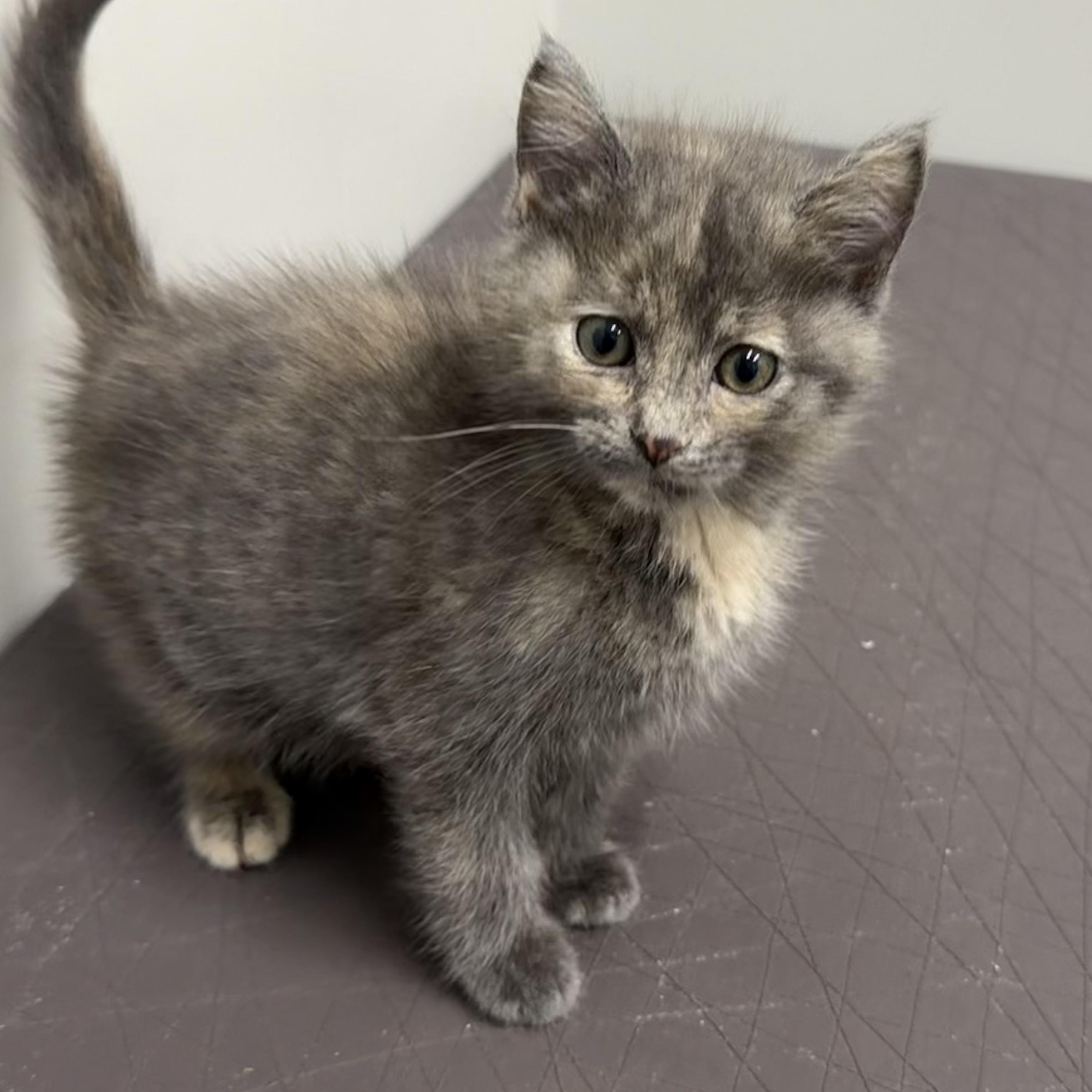Enlarge Peep, an adopted mixed breed in Libertyville, IL image 2/3