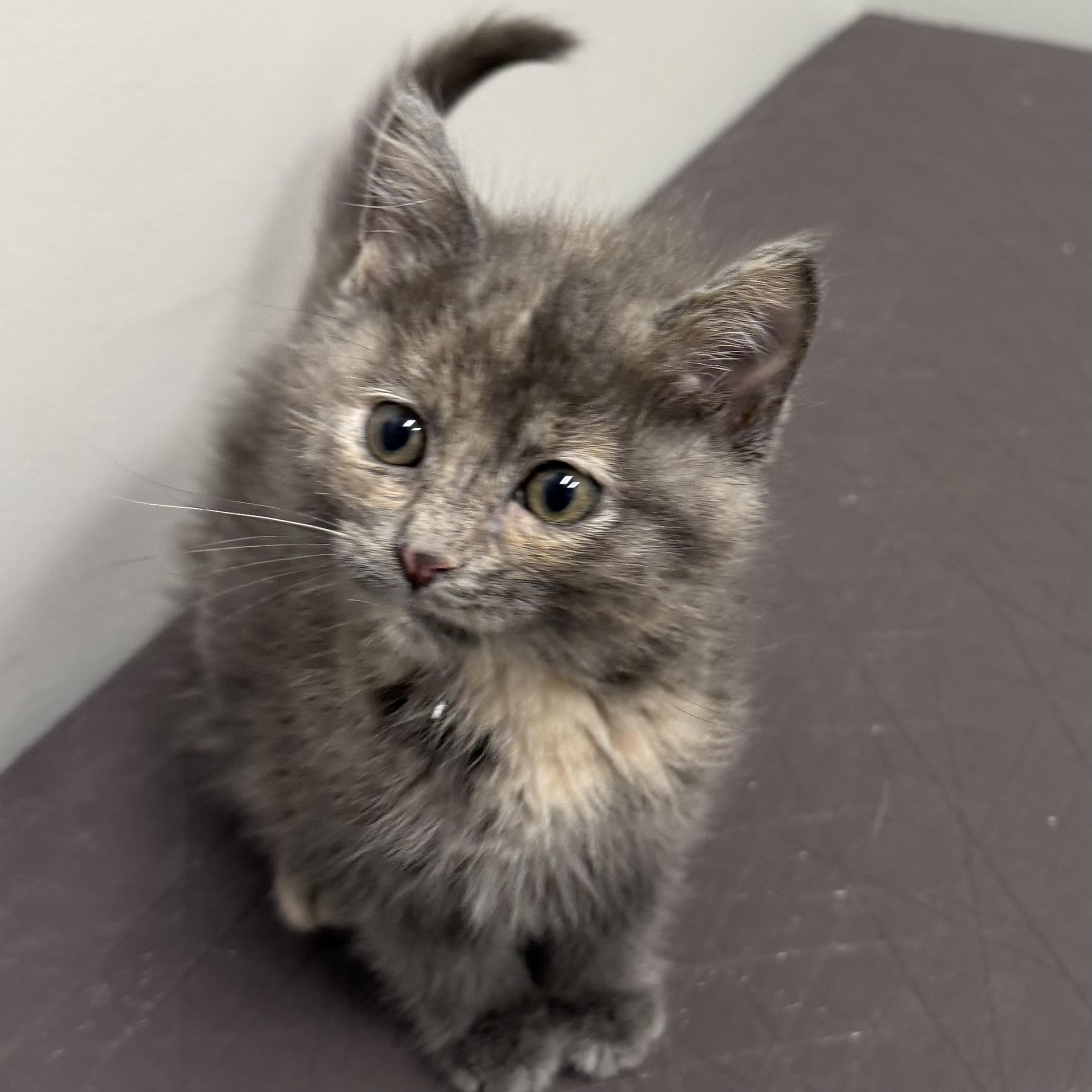 Peep, adopted, Kitten Female Domestic Short Hair.