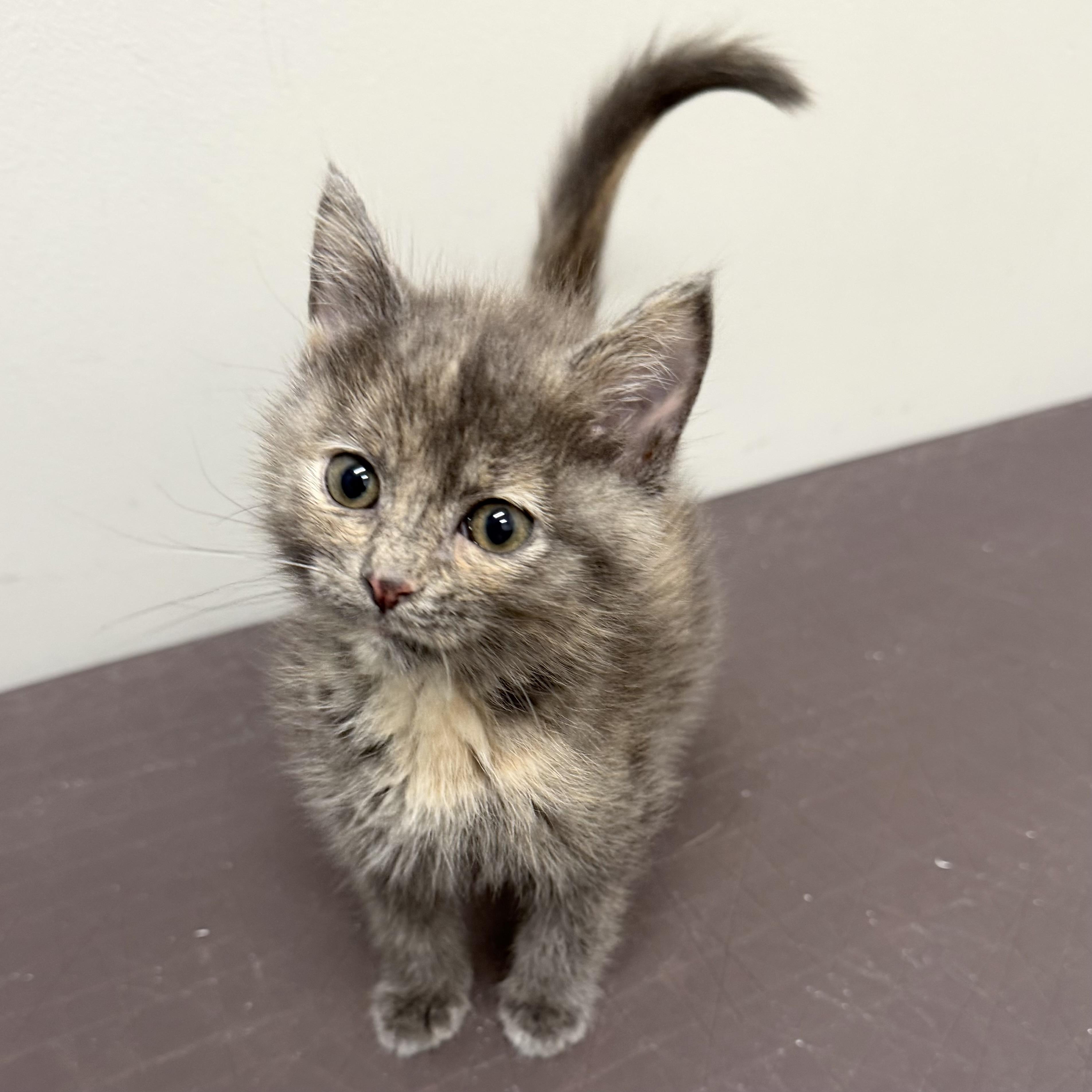 Enlarge Peep, an adopted mixed breed in Libertyville, IL image 3/3